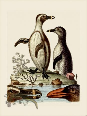 Edwards 094 Black -footed Penguins